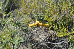 Prosopis reptans