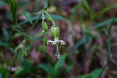Silene lemmonii