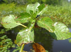 Lysathia ludoviciana