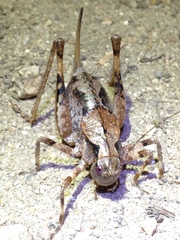 Neduba castanea