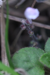 Scutellaria tayloriana