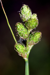 Carex cumulata