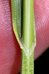 Carex cumulata
