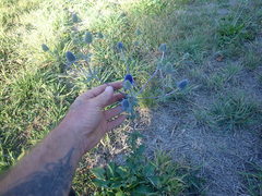 Eryngium planum