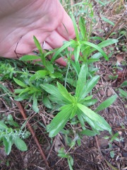 Dyschoriste linearis