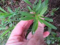 Dyschoriste linearis