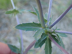 Eryngium planum
