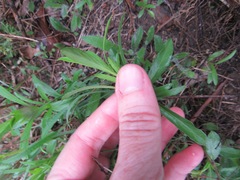 Dyschoriste linearis