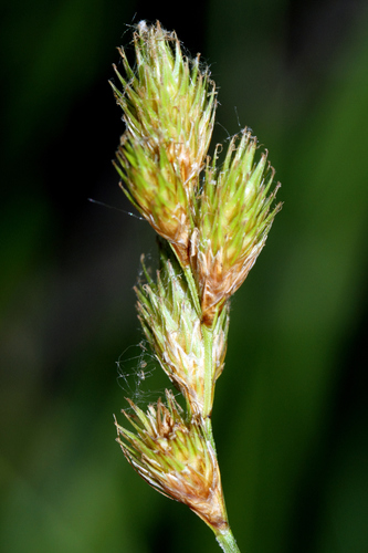 Carex scoparia iNat (3)