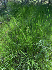 Eleocharis elliptica