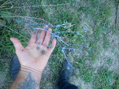 Eryngium planum