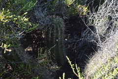 Echinopsis rhodotricha