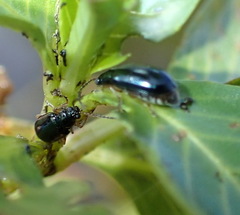 Lysathia ludoviciana