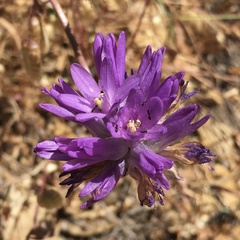 Dichelostemma