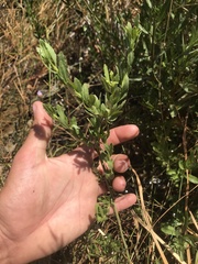 Grindelia fraxinipratensis