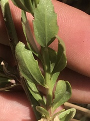 Grindelia fraxinipratensis
