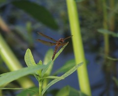 Perithemis tenera