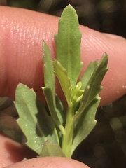Grindelia fraxinipratensis