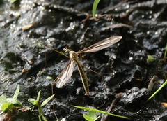 Tipula eluta