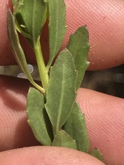 Grindelia fraxinipratensis