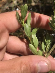 Grindelia fraxinipratensis