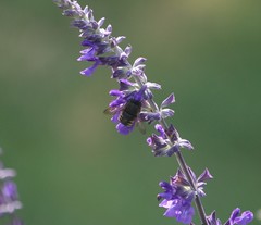 Xylocopa tabaniformis parkinsoniae