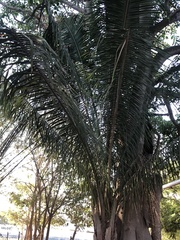 Attalea cohune
