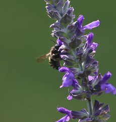 Xylocopa tabaniformis parkinsoniae