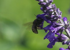 Xylocopa tabaniformis parkinsoniae