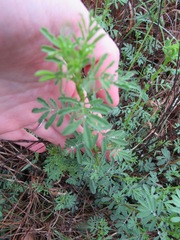 Leucospora multifida