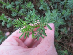 Leucospora multifida