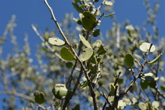 Maytenus vitis-idaea