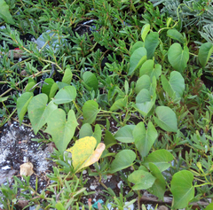 Ipomoea violacea