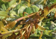 Pachydiplax longipennis