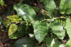Cissus antarctica