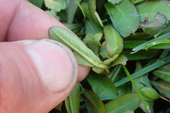 Mazus novaezeelandiae