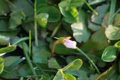 Mazus novaezeelandiae
