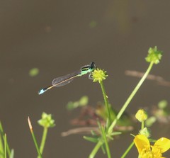Ischnura ramburii