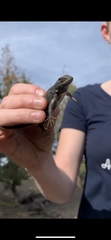 Sceloporus graciosus graciosus