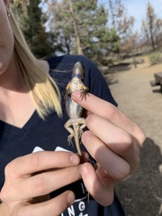 Sceloporus graciosus graciosus