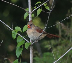 Cardinalis cardinalis