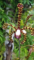 Arachnis flos-aeris