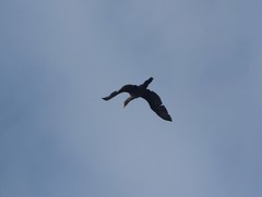 Nannopterum brasilianum