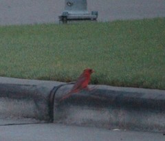 Cardinalis cardinalis