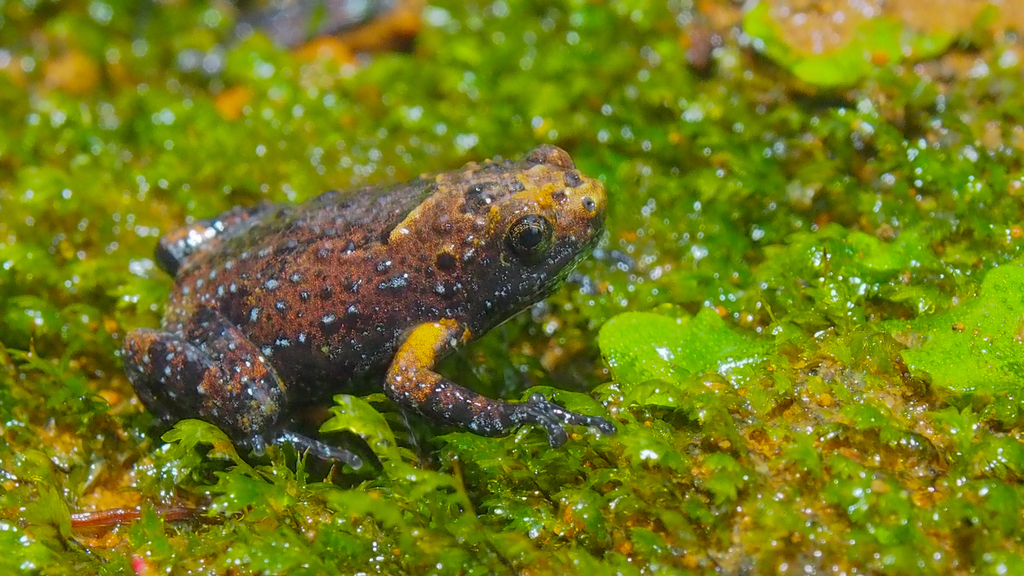 Half-Webbed Pug-Snout Frog