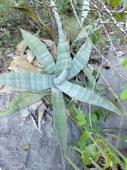 Agave asperrima
