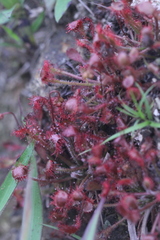 Drosera oblanceolata