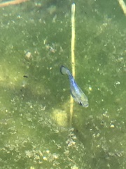 Cyprinodon nevadensis mionectes