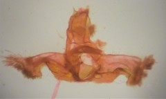 Acleris busckana