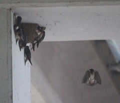 Petrochelidon pyrrhonota